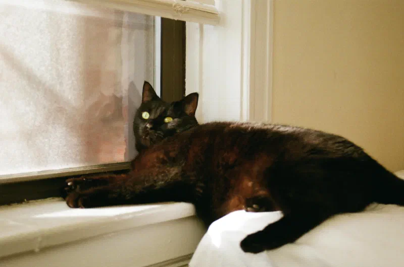 Bat, a black cat, lying on a windowsill