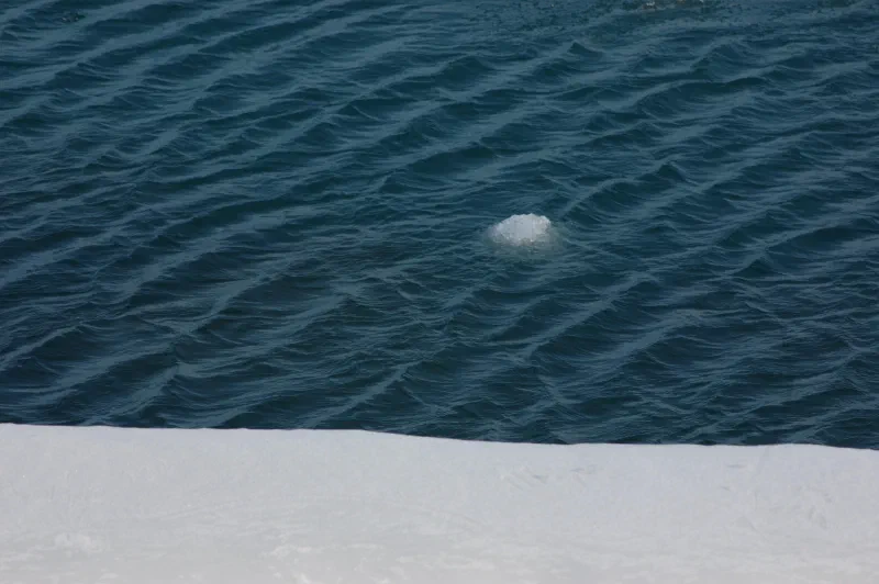 A chunk of ice floating in dark blue water beside a snowy shore